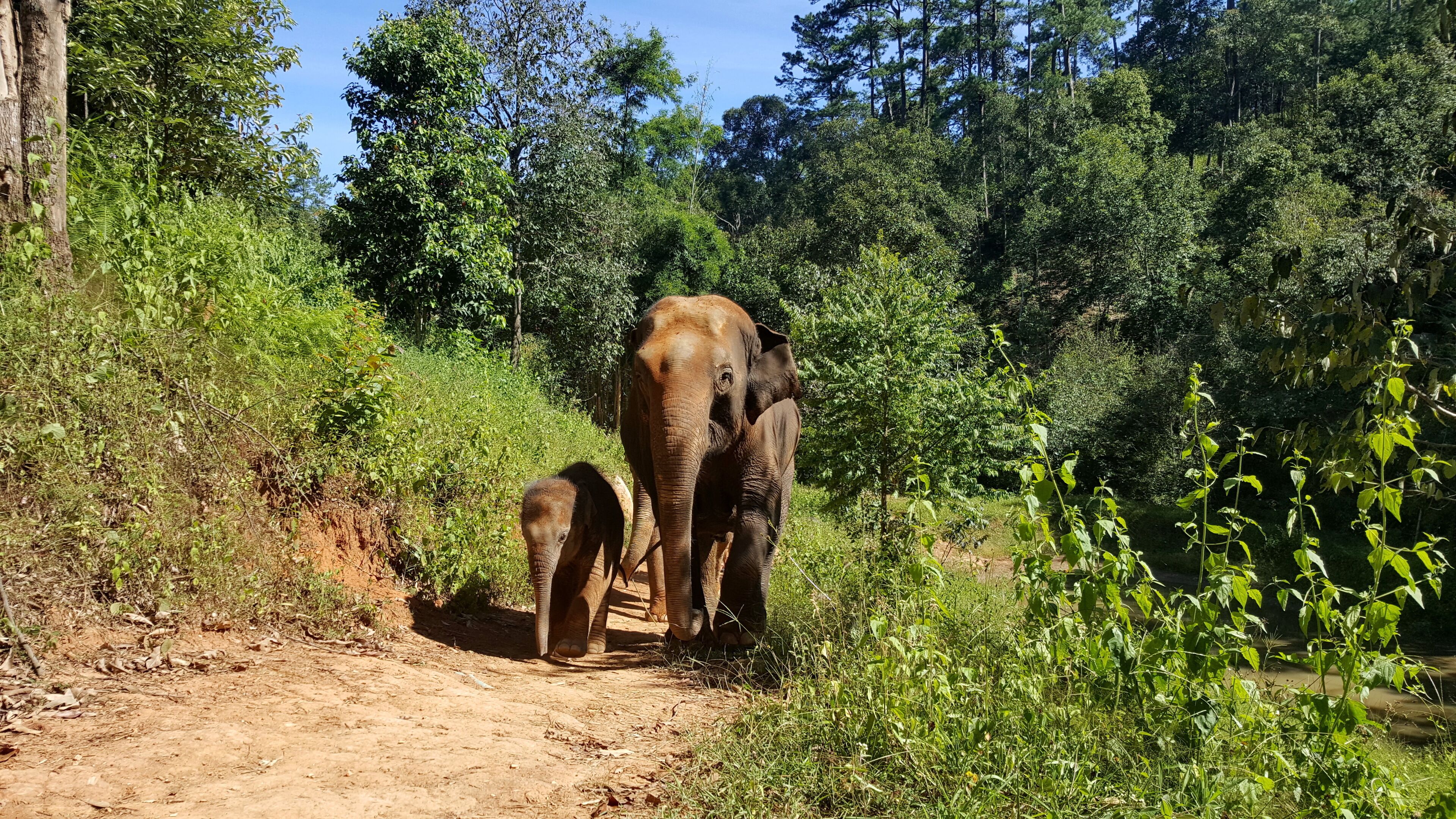 A dirt path with two elephants in a forested area.