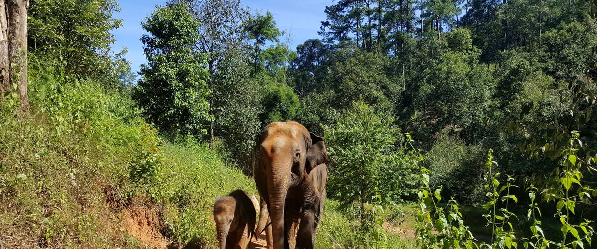 A dirt path with two elephants in a forested area.