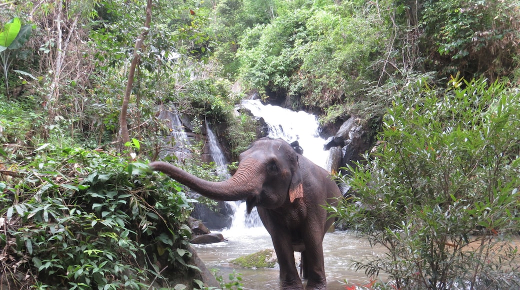Off the beaten path full day elephant sanctuary tour Chiang Mai Thailand, a tour of ethical Chiang Mai elephant sanctuary & trekking to waterfall at Blue Tao Elephant Village. Meet & spend quality time with elephants in their natural habitat in the middle of lush forest, cuddle baby elephants, cooking healthy treats, feeding, lush forest walking (No riding), fun bathing with elephants in the S Frame Waterfall, see elephants throwing dirt, foraging foods & scratching on trees. Local herbs & salt water foot spa after forest walk. Picnic lunch in a treehouse overlooking the S Frame Waterfall. Tour starts 08:00 am, ends 05:00 pm. Join in group tour & round-trip transfer by comfortable A/C minibus # Price 2,600 Baht / person.