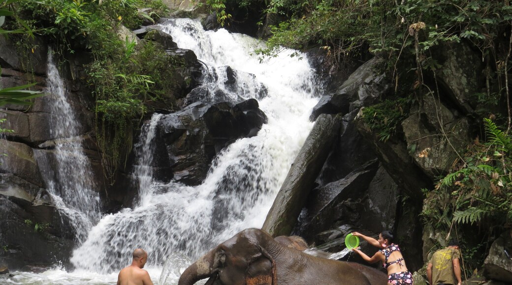 Off the beaten path full day elephant sanctuary tour Chiang Mai Thailand, a tour of ethical Chiang Mai elephant sanctuary & trekking to waterfall at Blue Tao Elephant Village. Meet & spend quality time with elephants in their natural habitat in the middle of lush forest, cuddle baby elephants, cooking healthy treats, feeding, lush forest walking (No riding), fun bathing with elephants in the S Frame Waterfall, see elephants throwing dirt, foraging foods & scratching on trees. Local herbs & salt water foot spa after forest walk. Picnic lunch in a treehouse overlooking the S Frame Waterfall. Tour starts 08:00 am, ends 05:00 pm. Join in group tour & round-trip transfer by comfortable A/C minibus # Price 2,600 Baht / person.