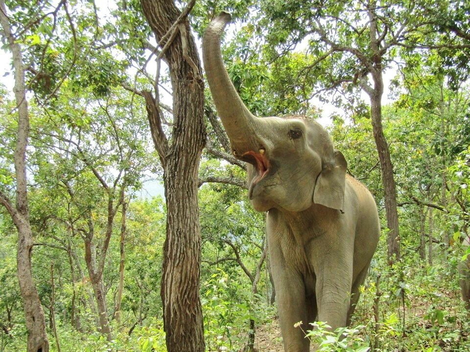 Un elefante se estira para alcanzar un árbol en un bosque.