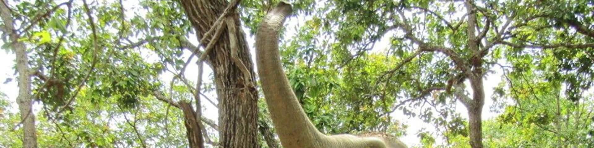 An elephant reaching up to a tree in a forest.