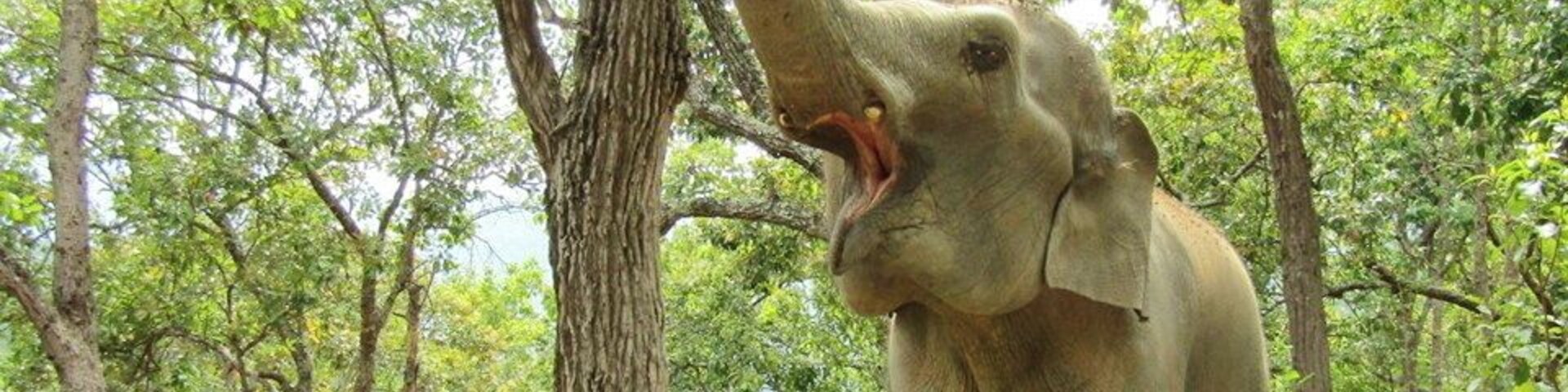 Un elefante se estira para alcanzar un árbol en un bosque.