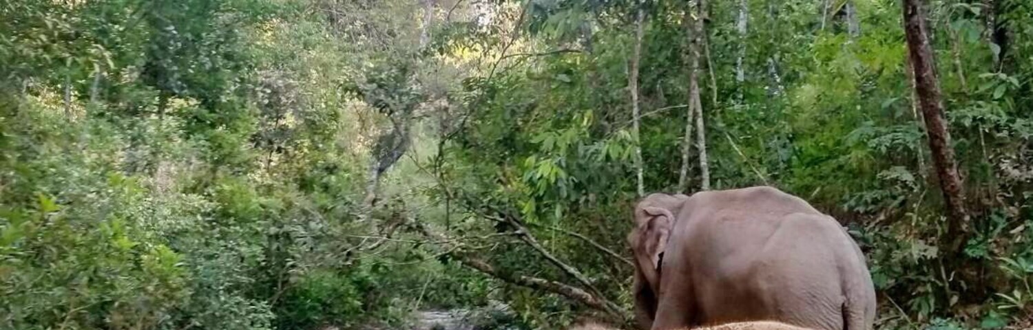 Best half day morning elephant tour Chiang Mai, a half day visit ethical elephant sanctuary Chiang Mai Thailand at Blue Tao Elephant Village, meet & spend quality time with elephants in their natural habitat in the middle of the forest, cuddle baby elephants, cooking healthy treats, feeding, lush forest walking (No riding), fun bathing with elephants in the waterfall, lunch included. Tour starts 06:30 am, ends 02:00 pm. Join in group tour & round-trip transfer by comfortable A/C minibus # Price 1,900 Baht / person.