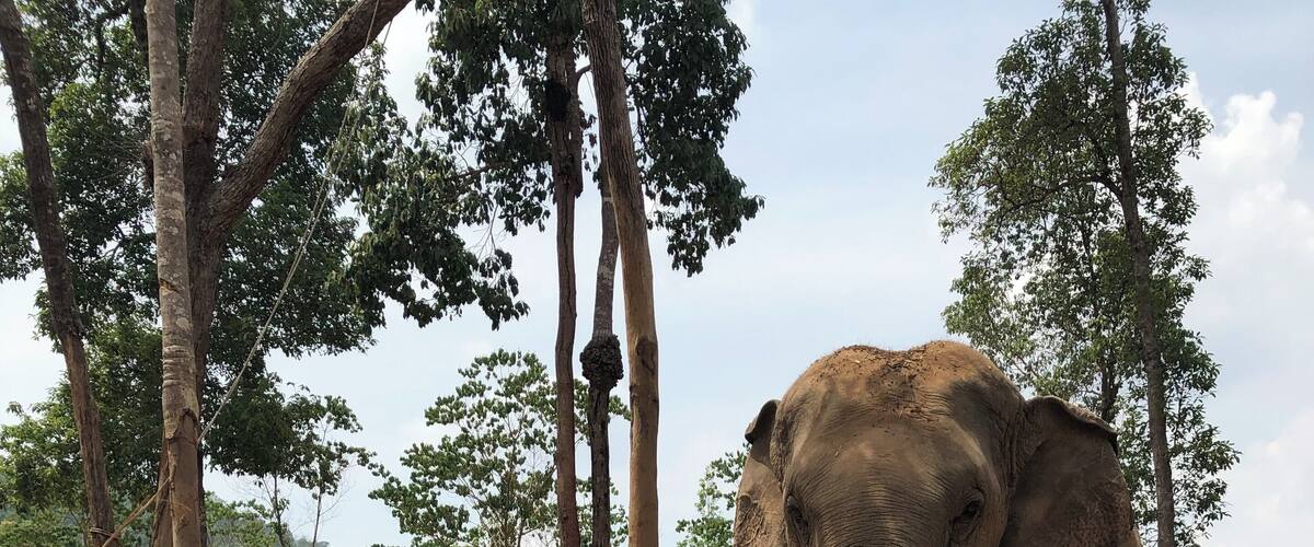 An elephant in a forested area with trees and dry leaves on the ground.