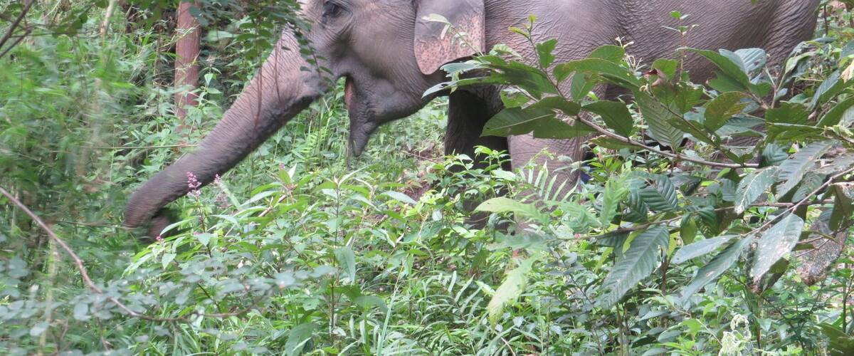 Een olifant in een dicht bos met hoge bomen en dichte begroeiing.
