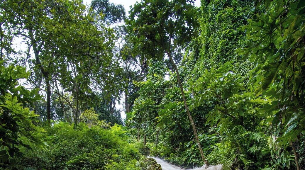 If you are ever in Chiang Mai, Thailand, these falls are an absolutely must see. They are also known as sticky waterfalls; due to the unique limestone rocks, no algae grows on them, meaning you can quite easily walk/climb around on the falls without slipping. It is about an hour scooter ride from Chiang Mai. There are organized trips there, but I would recommend renting a scooter and making the trip yourself, much cheaper, and much more fun.