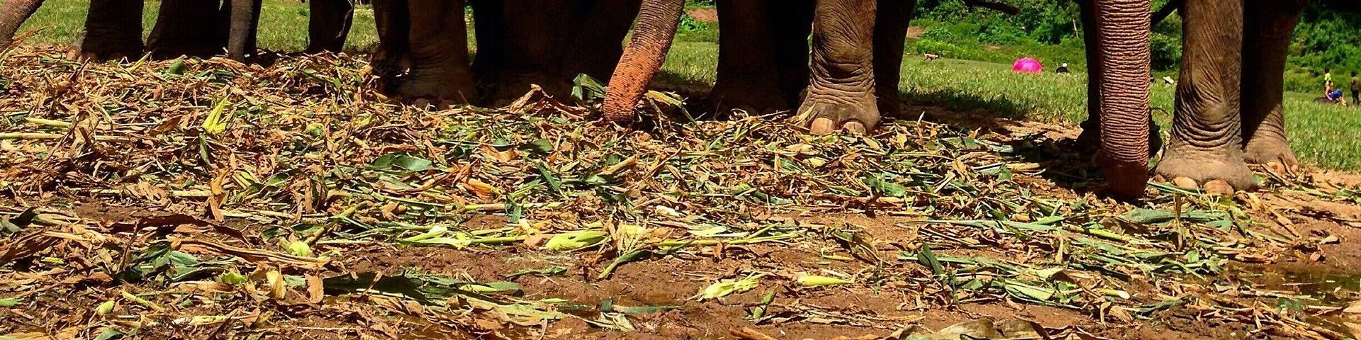 You can spend a WHOLE week at Elephant Nature Park. If you're ok with no a/c, cold showers, and shoveling elephant poo, this is a great place to spend a week. You'll get to spend your time helping out around the park and spend a whole week watching these lovely ladies living their best lives.
Bring sunscreen, bug spray, and clothes you don't mind getting dirty!
#troveon #elefriends
