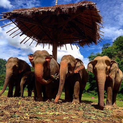 You can spend a WHOLE week at Elephant Nature Park. If you're ok with no a/c, cold showers, and shoveling elephant poo, this is a great place to spend a week. You'll get to spend your time helping out around the park and spend a whole week watching these lovely ladies living their best lives.
Bring sunscreen, bug spray, and clothes you don't mind getting dirty!
#troveon #elefriends