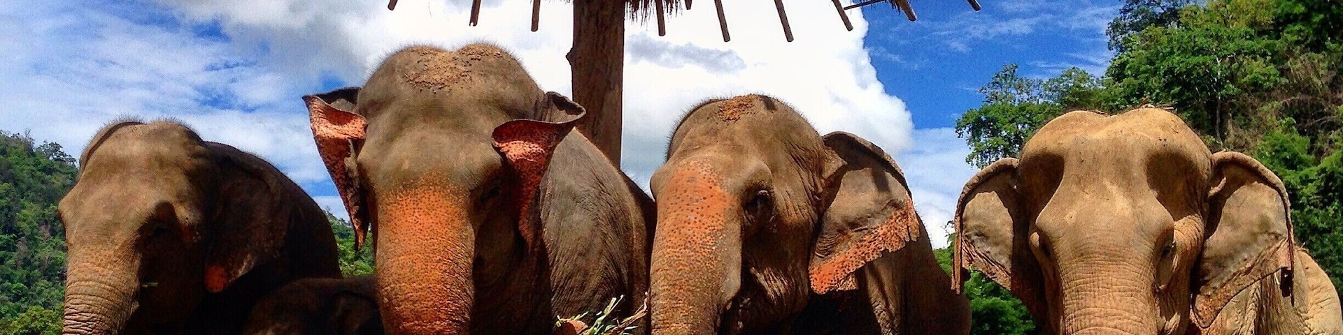 You can spend a WHOLE week at Elephant Nature Park. If you're ok with no a/c, cold showers, and shoveling elephant poo, this is a great place to spend a week. You'll get to spend your time helping out around the park and spend a whole week watching these lovely ladies living their best lives.
Bring sunscreen, bug spray, and clothes you don't mind getting dirty!
#troveon #elefriends
