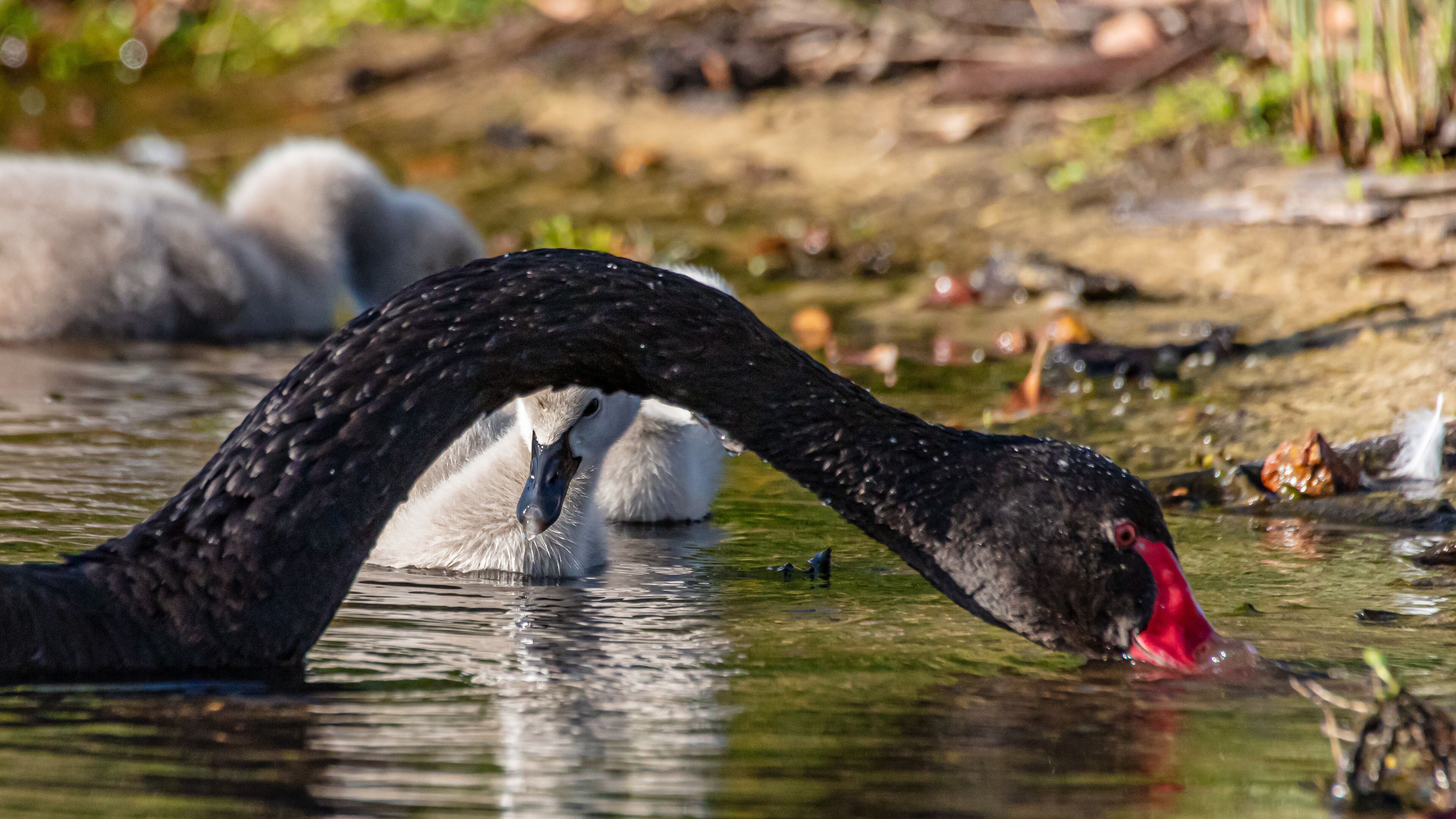 Black Swan and Cygnets