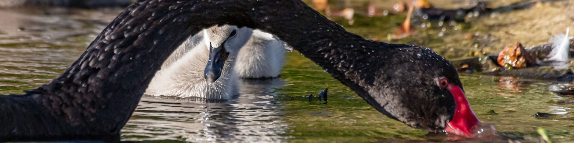 Black Swan and Cygnets