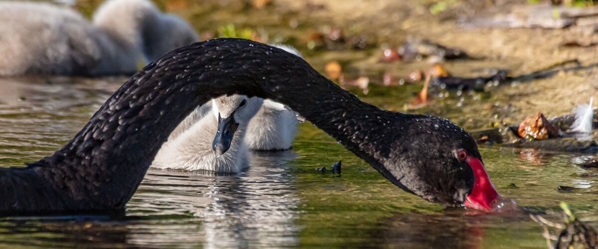 A black swan with a red beak swimming in a pond.