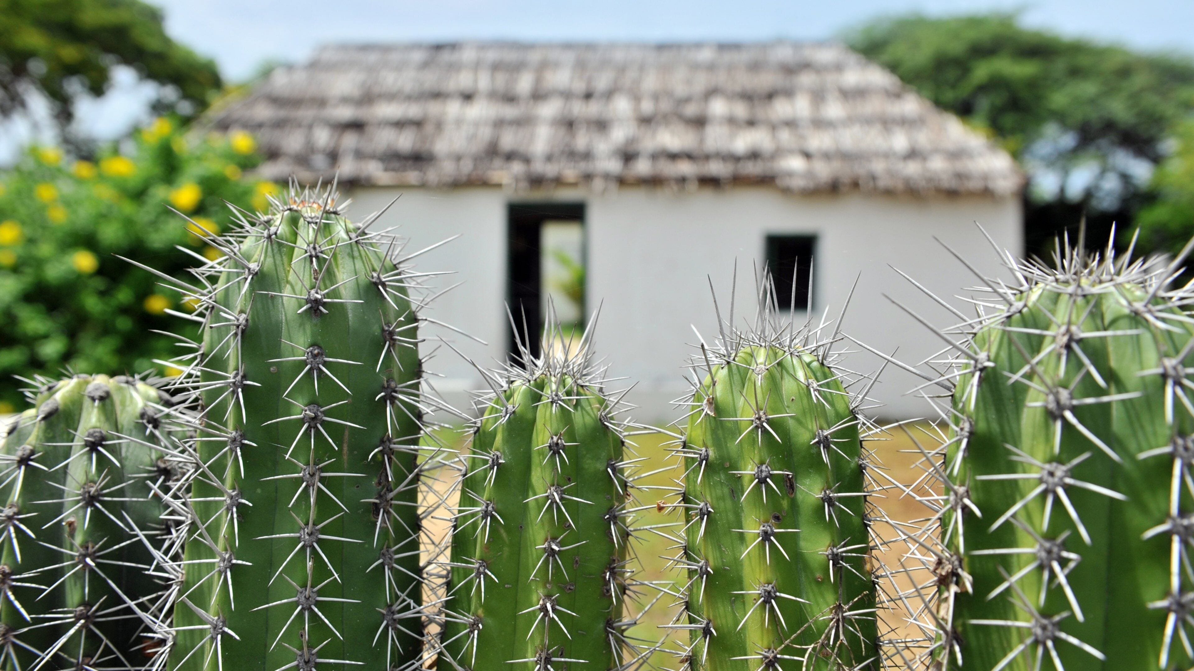 Curacao showing tranquil scenes and a house