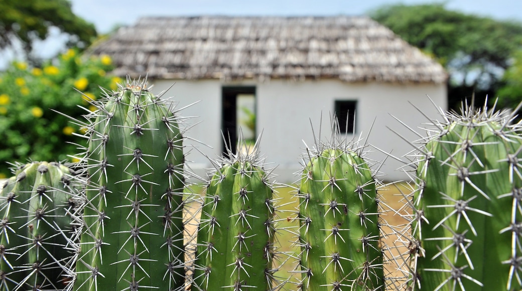 Curacao showing tranquil scenes and a house