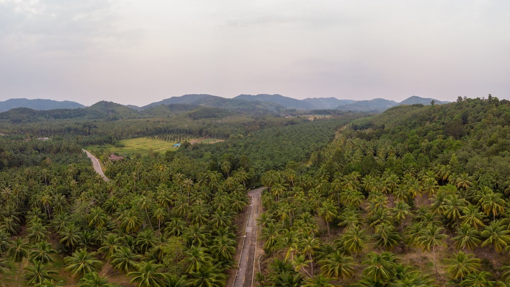 Thung Tako , Chumphon Thailand, palm trees from above at the southern part of Thaialnd
