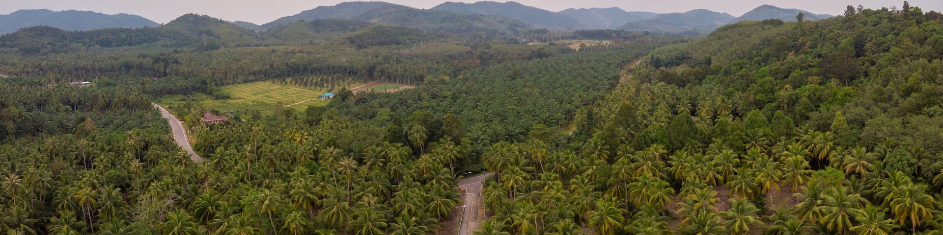 Thung Tako , Chumphon Thailand, palm trees from above at the southern part of Thaialnd