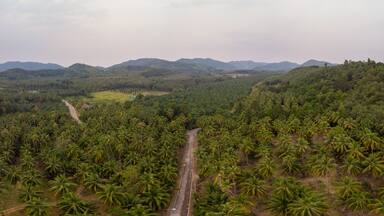 Thung Tako , Chumphon Thailand, palm trees from above at the southern part of Thaialnd