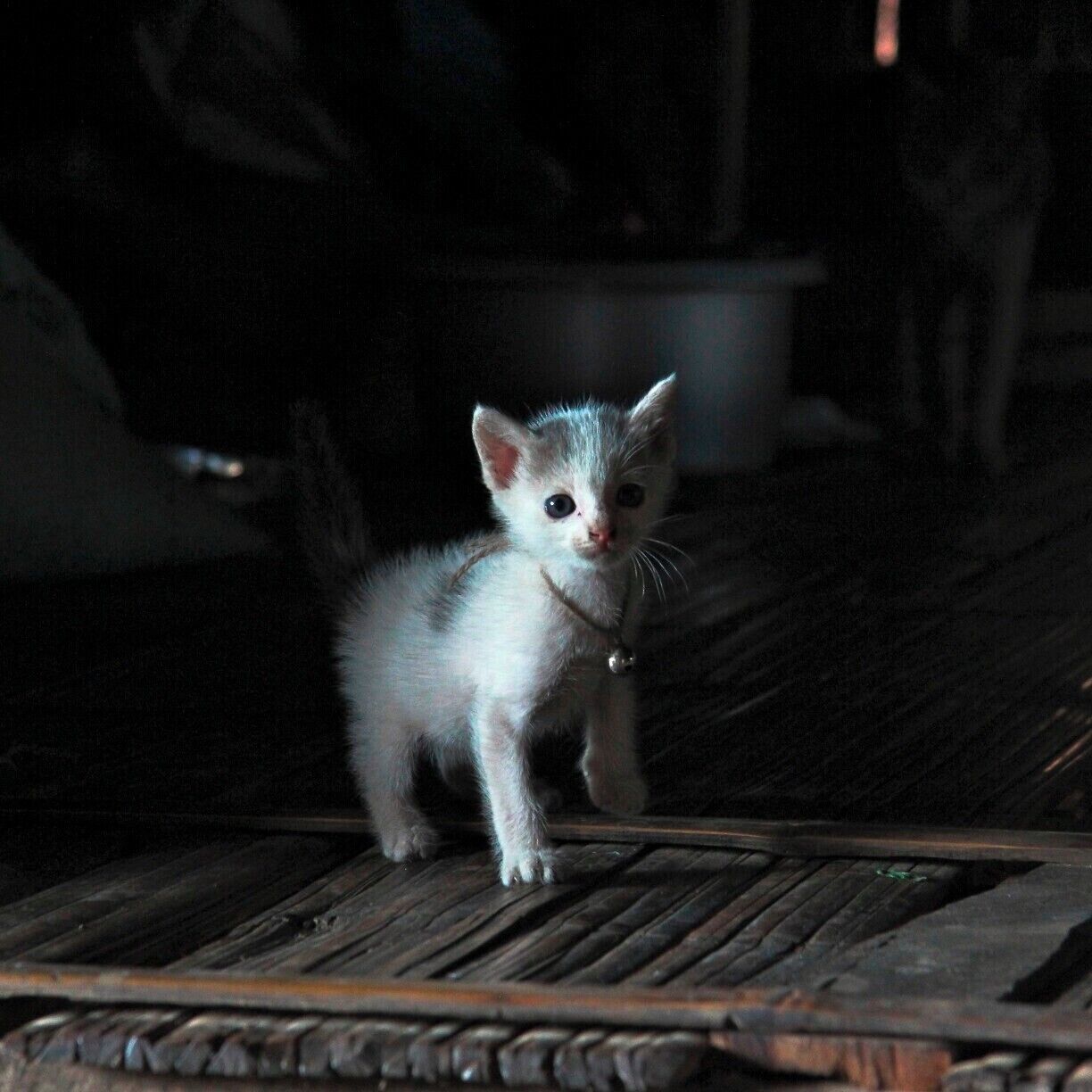 The map location is rough, but I saw this kitten walking around one of the locals' houses when I was weaving a bamboo basket