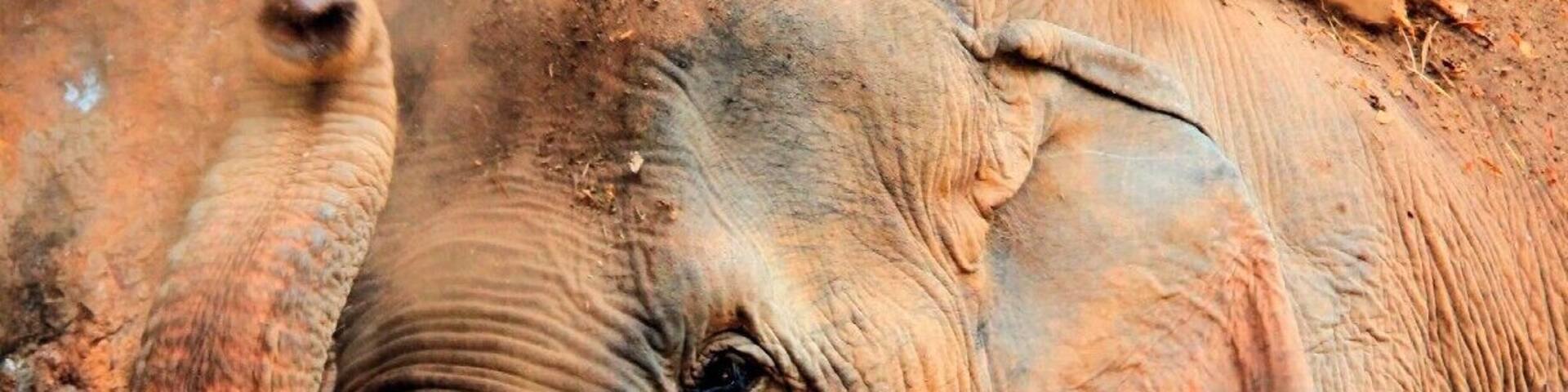 Thong Dee, the elephant I was assigned to monitor with other volunteers during my time in the village