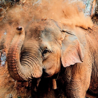 Thong Dee, the elephant I was assigned to monitor with other volunteers during my time in the village
