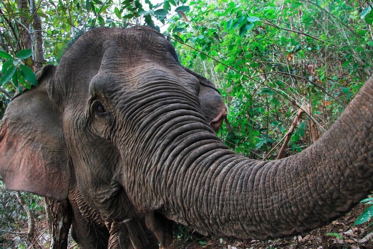 Thong Dee, the oldest of 5 elephants in a semi-wild group being monitored by volunteers in Huay Pakoot