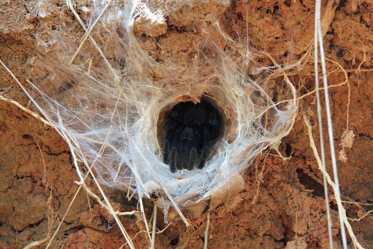 A tarantula peeking from its burrow on one of the many hikes we went on, we must have walked past this hole around 40-50 times over a month before we got a glimpse of it.