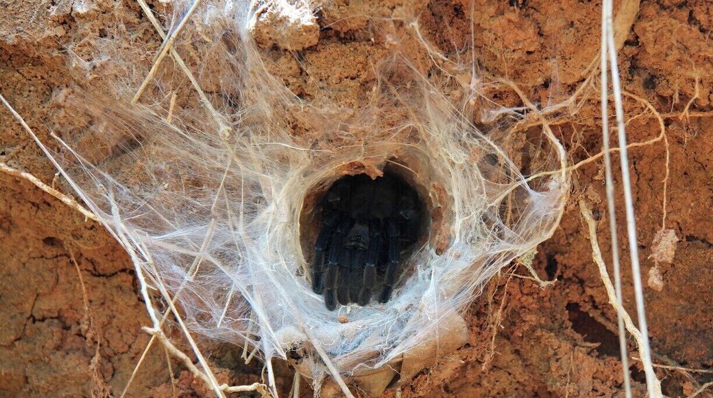 A tarantula peeking from its burrow on one of the many hikes we went on, we must have walked past this hole around 40-50 times over a month before we got a glimpse of it.