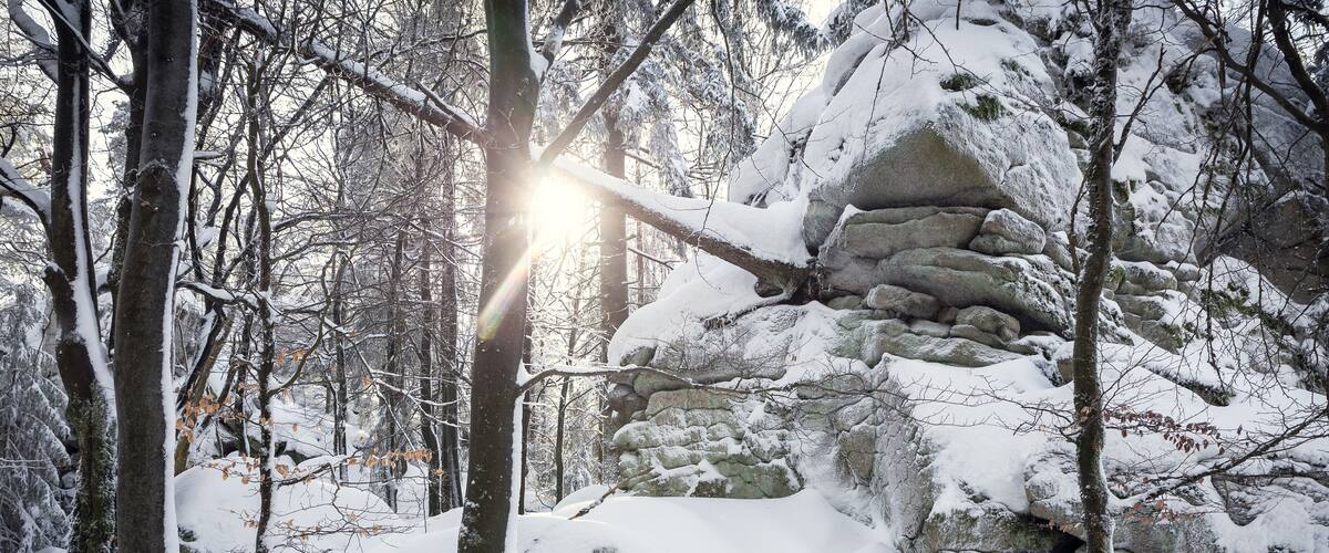 A snow-covered forest with a stone wall and bare trees.