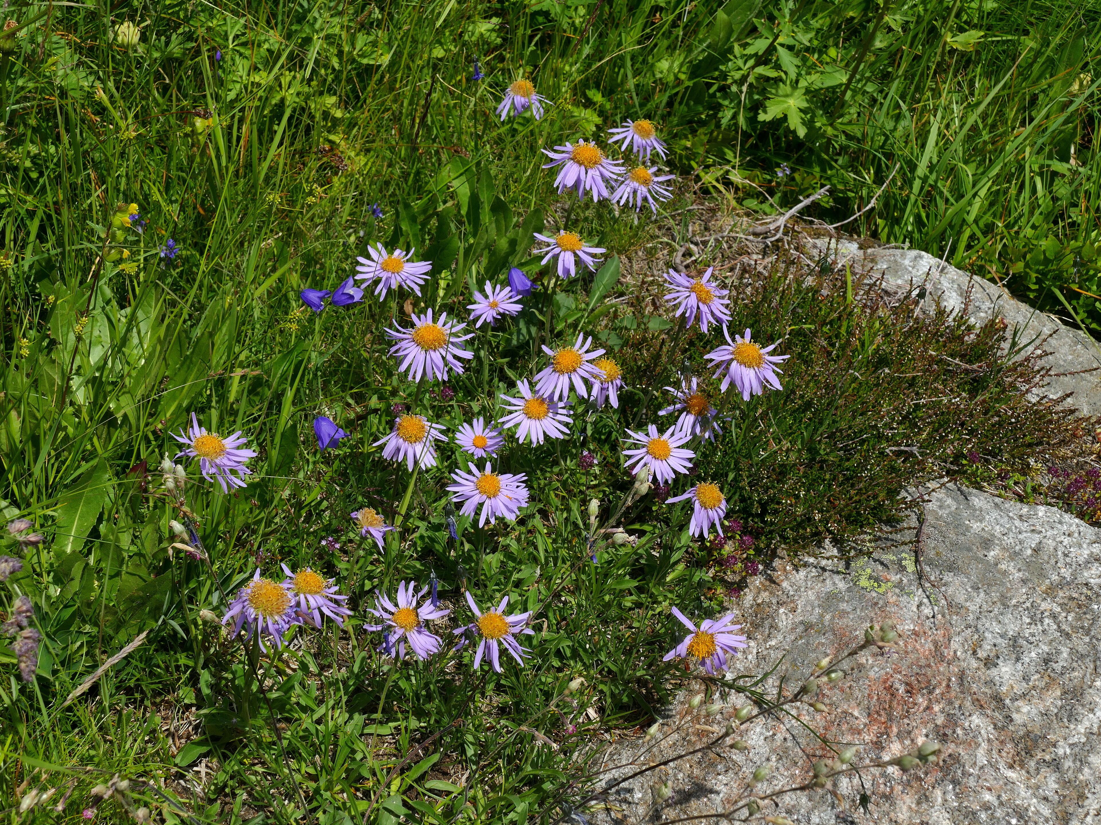 Parco naturale Gruppo di Tessa (Q1970690) Val Passiria, San Martino in Passiria, Astro alpino (Aster alpinus)