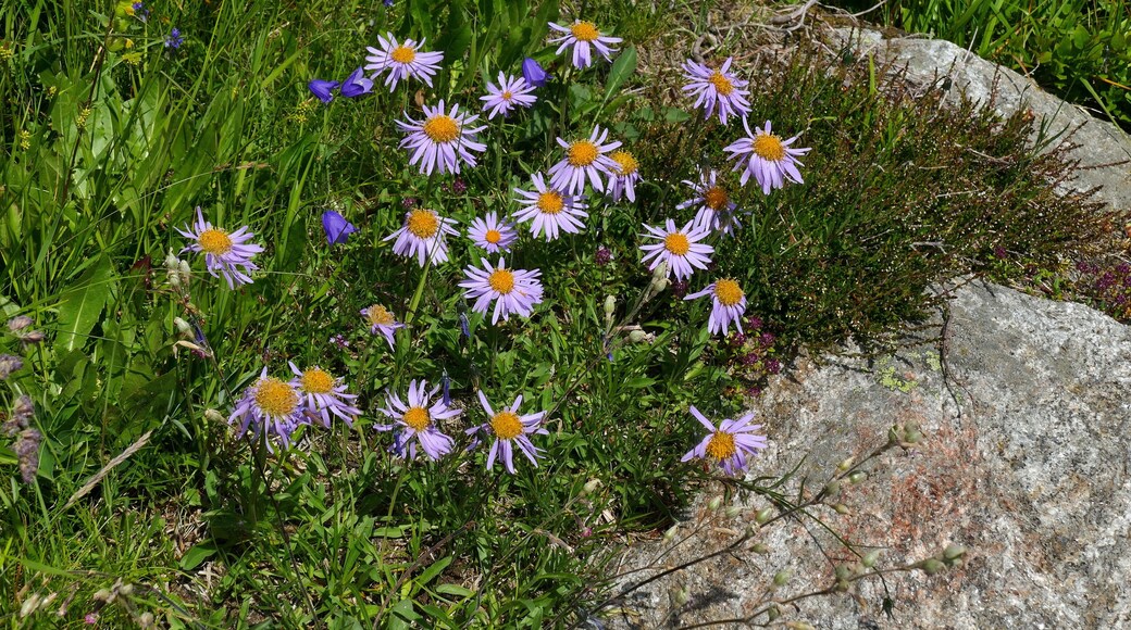 Parco naturale Gruppo di Tessa (Q1970690) Val Passiria, San Martino in Passiria, Astro alpino (Aster alpinus)