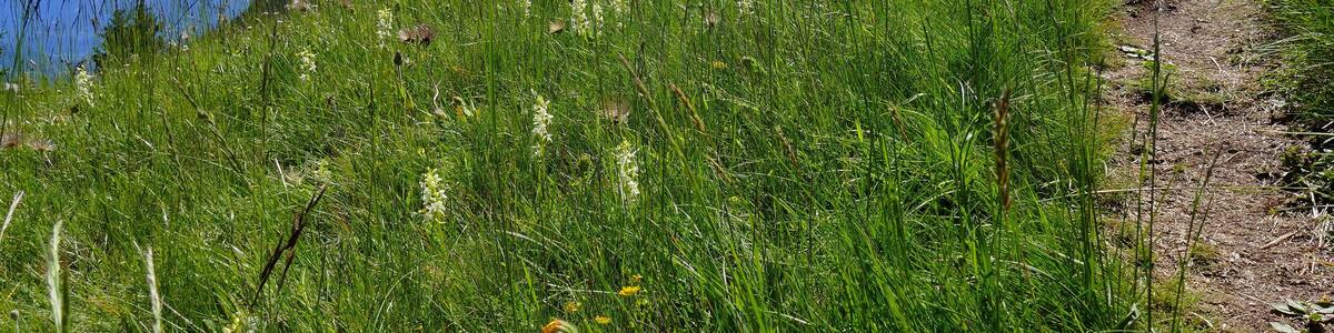 Parco naturale Gruppo di Tessa (Q1970690) Val Passiria, San Martino in Passiria, malga Waalerhütte am Pfarrer, Platantera comune (nome scientifico Platanthera bifolia (L.) Rich., 1817)