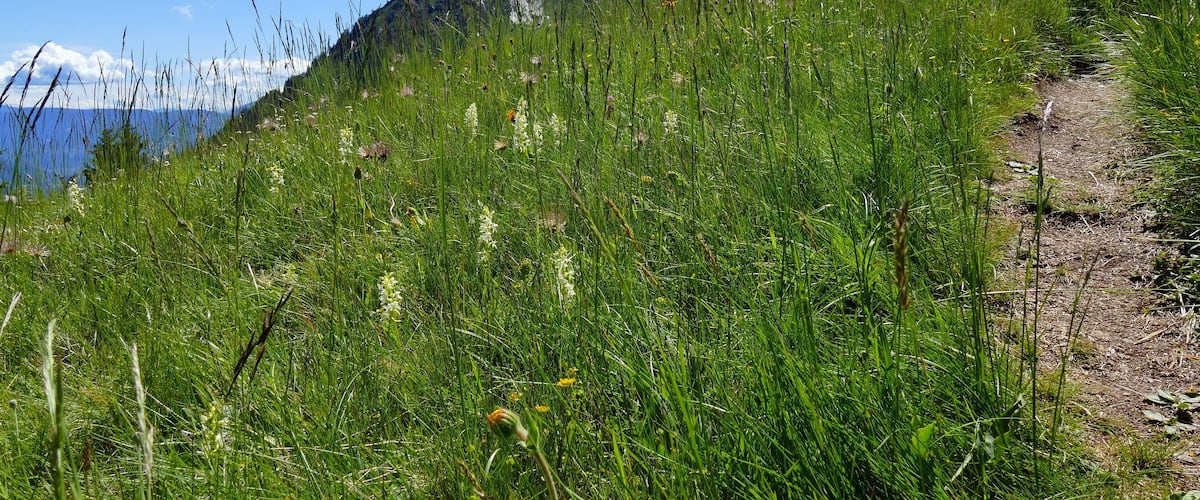 Parco naturale Gruppo di Tessa (Q1970690) Val Passiria, San Martino in Passiria, malga Waalerhütte am Pfarrer, Platantera comune (nome scientifico Platanthera bifolia (L.) Rich., 1817)