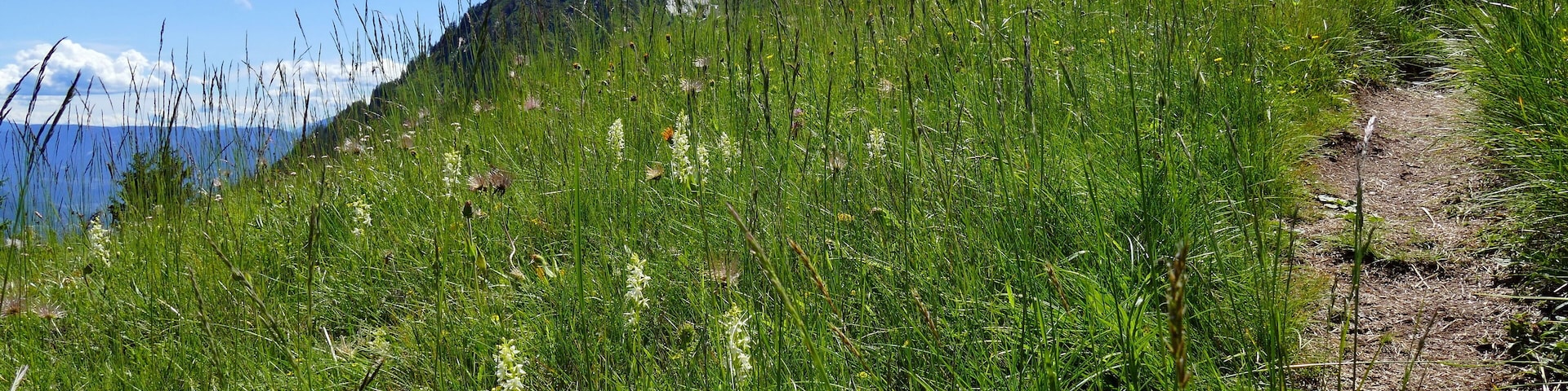Parco naturale Gruppo di Tessa (Q1970690) Val Passiria, San Martino in Passiria, malga Waalerhütte am Pfarrer, Platantera comune (nome scientifico Platanthera bifolia (L.) Rich., 1817)