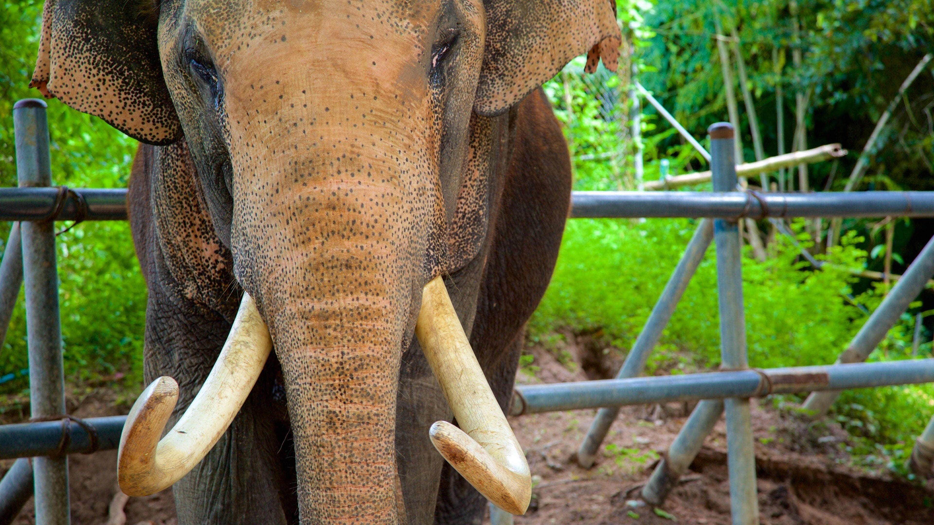Pattayas elefantby som inkluderar landdjur