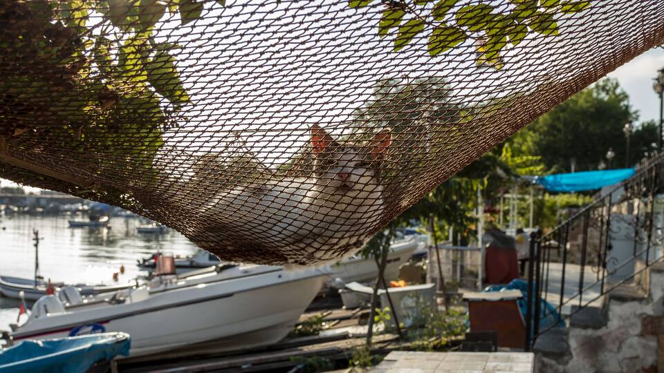 A boat docked near a waterfront with a netted structure overhead.
