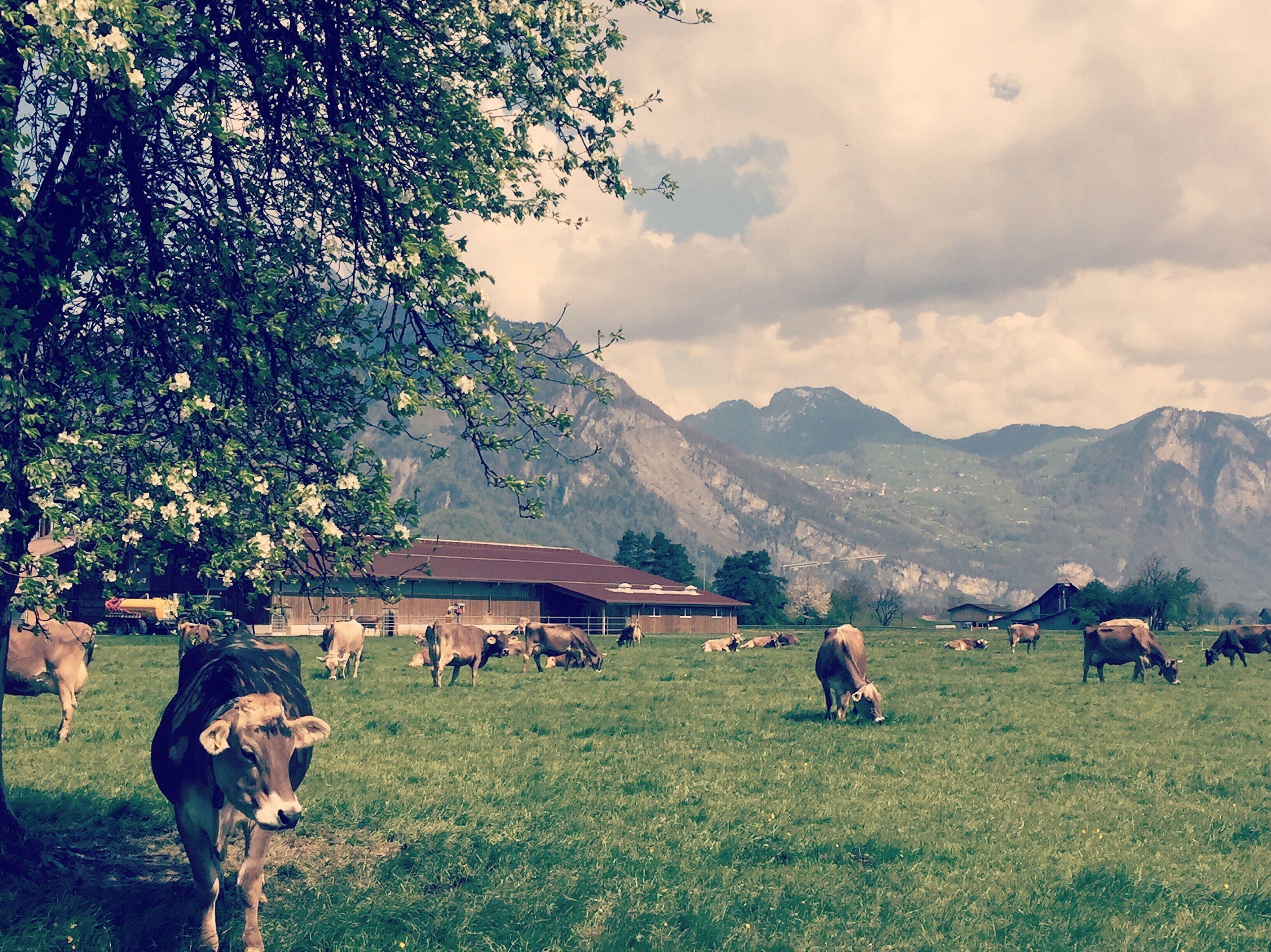 Swiss cross county drive goodness.