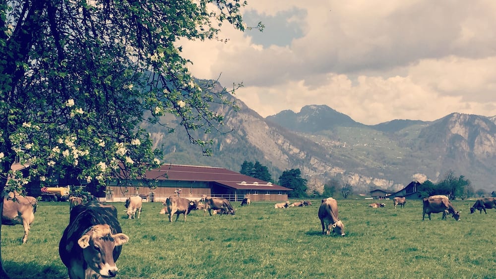 Swiss cross county drive goodness.