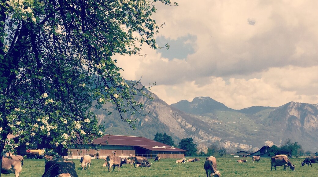 Swiss cross county drive goodness.