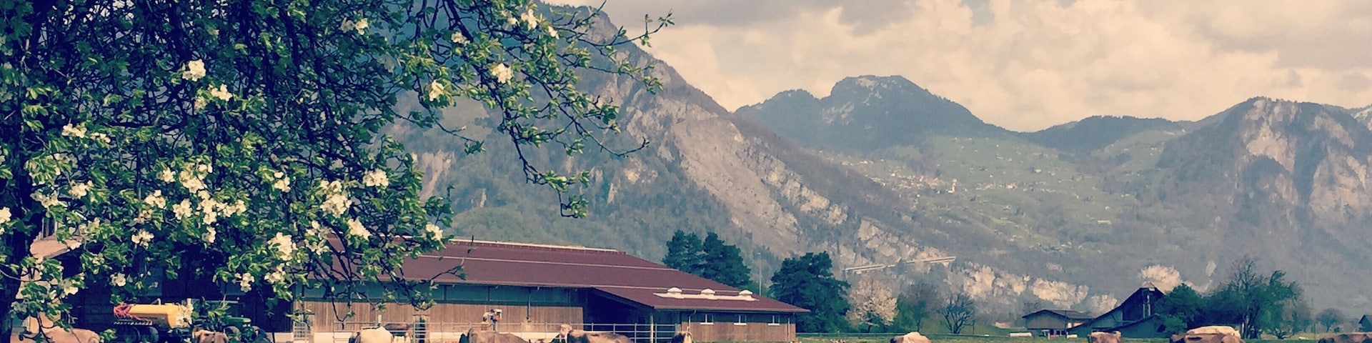 Swiss cross county drive goodness.