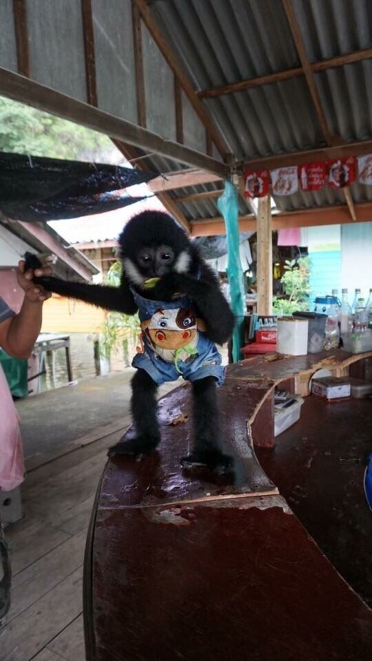 A gorilla sitting on a wooden structure with a person holding its arm.