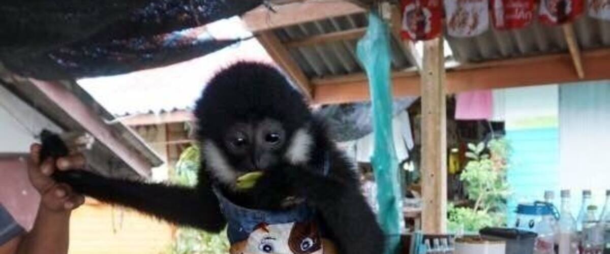 A gorilla sitting on a wooden structure with a person holding its arm.