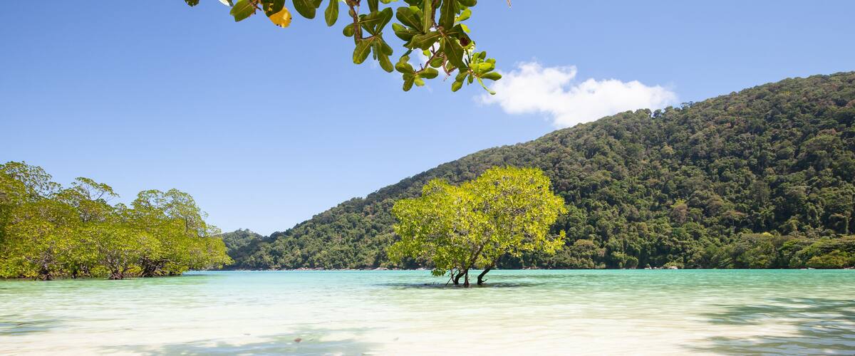 A beach with clear turquoise water, a tree in the center, and a forested hill in the background.