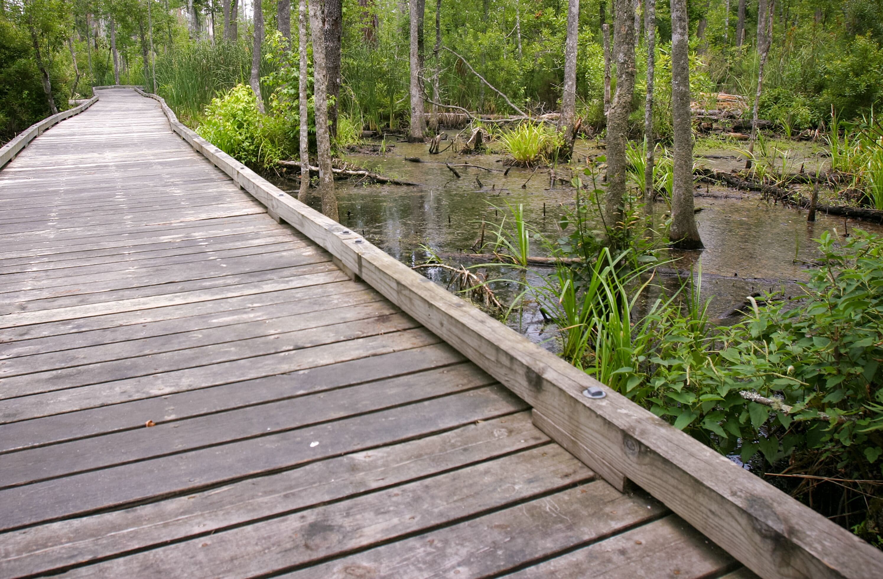 Goose Creek State Park in North Carolina