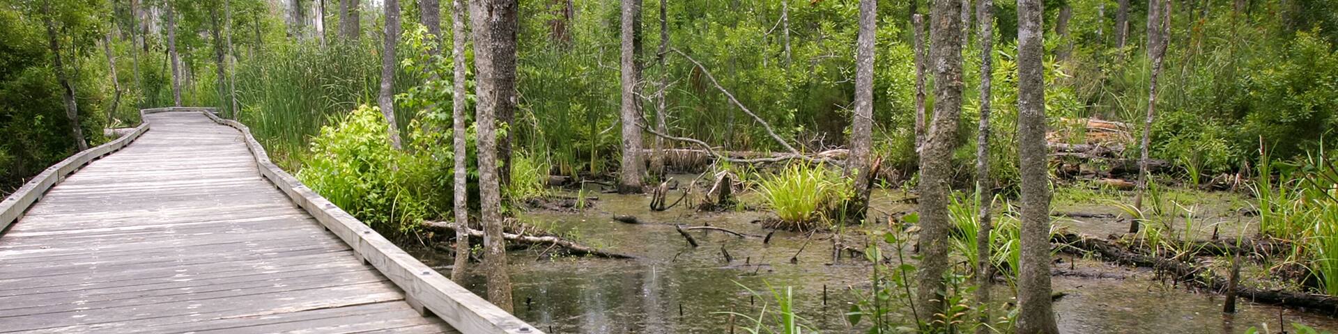 Goose Creek State Park in North Carolina