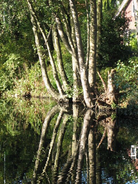 Un árbol con varios troncos reflejados en agua tranquila.