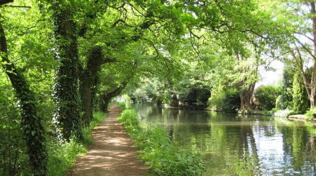 River Wey Navigation near Byfleet The shallowness of the sides of the canal here is demonstrated by the heron standing in the water on the left side.