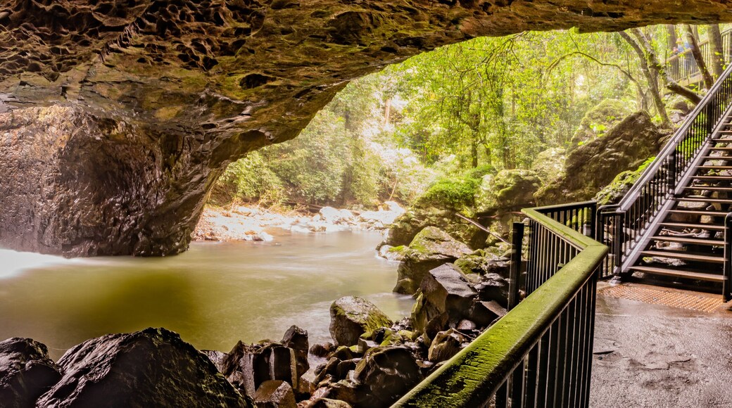 Nature views in Springbrook National Park inside Natural Bridge cave.