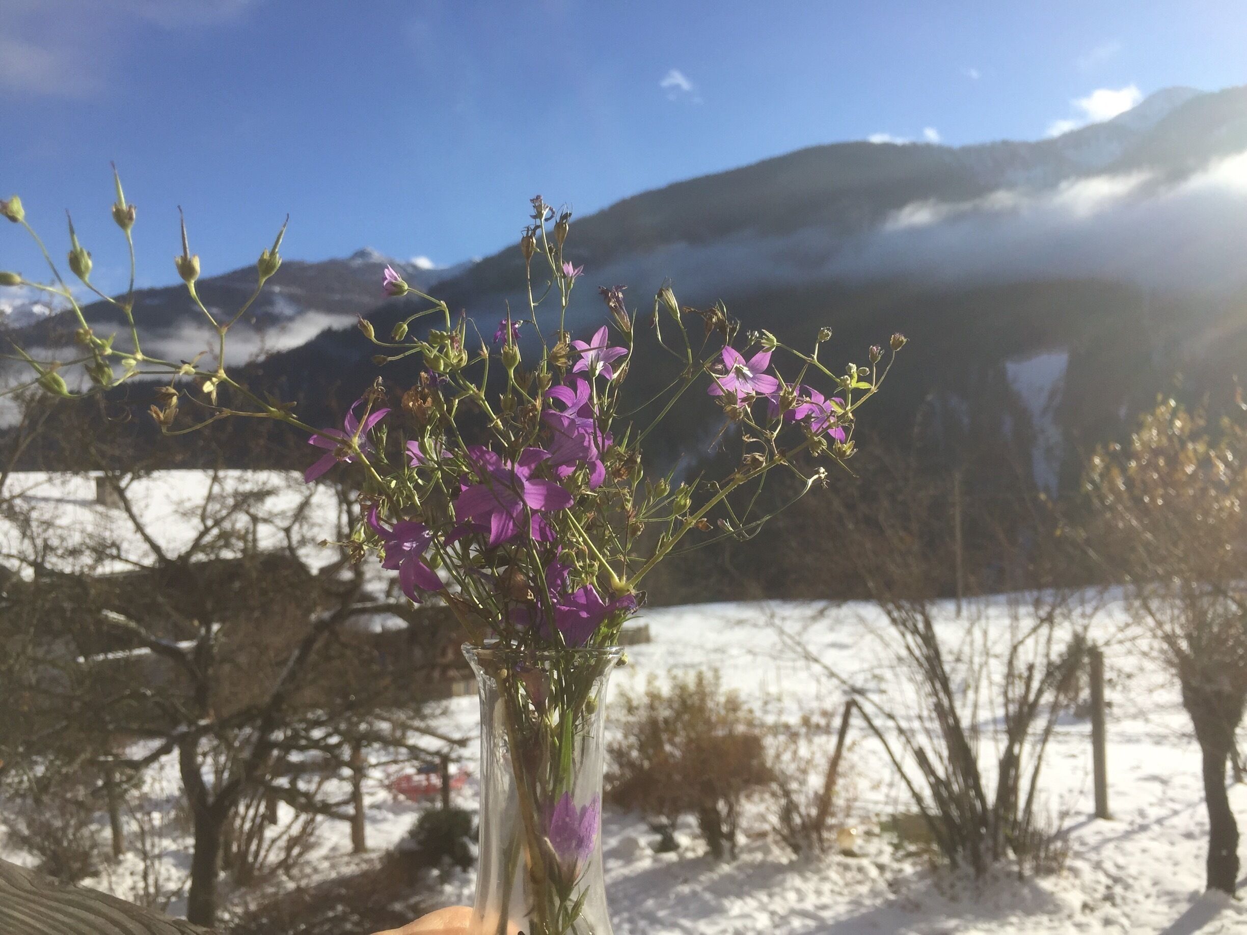 Last flowers from outside, now fresh snow