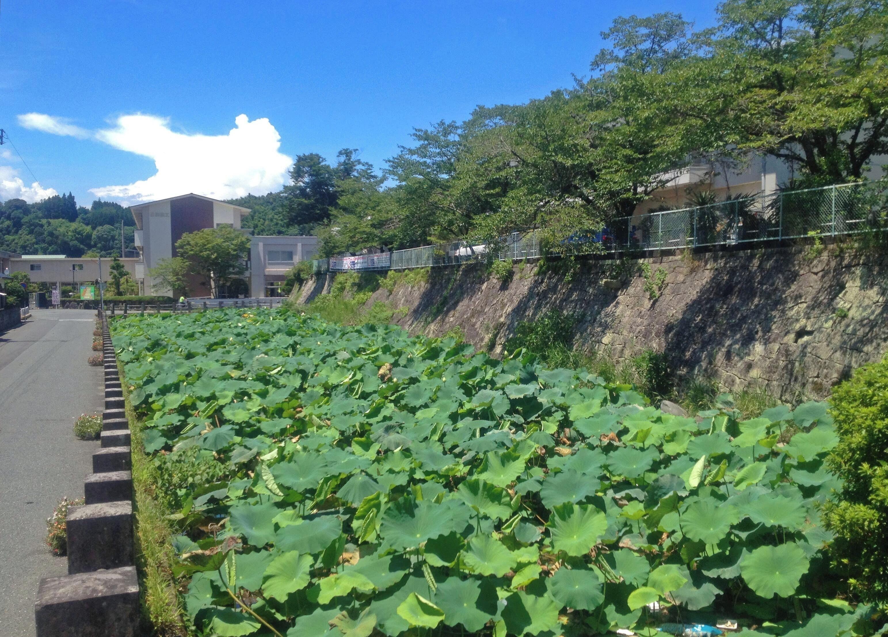 大分県立日田林工高等学校東側の景観。左正面に正門、中央は教室棟右側は、永山城跡の堀および旧日田県県庁の石垣。旧県庁の敷地は明治8年以降から教育施設として利用が計画され、明治34年には前身の大分県立農林学校の校舎が建てられた。現在は同校の体育館がある。